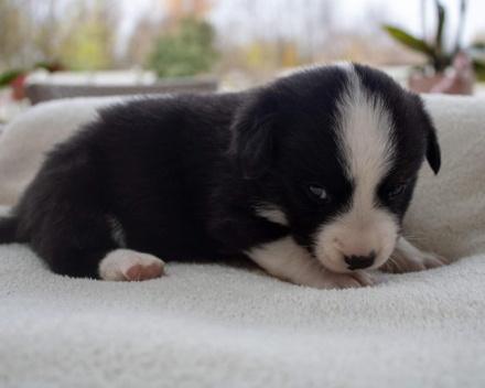 Corgi puppy's covventinea rebel girl & chris team silny zdzichu