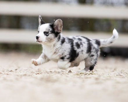 Corgi puppy's covventinea rebel girl & chris team silny zdzichu