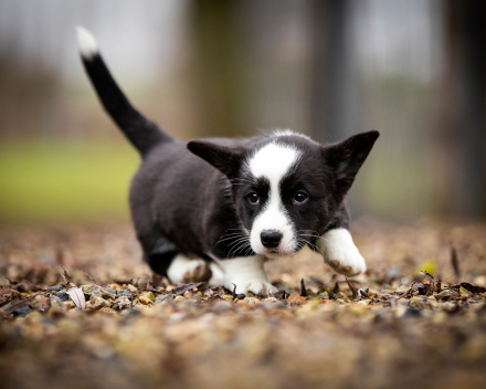 Corgi puppy's covventinea rebel girl & chris team silny zdzichu