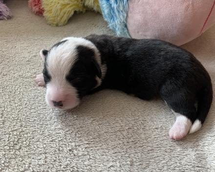 pups covventinea orianna x welshclan's quanto