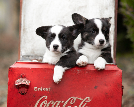 Corgi puppy's covventinea rebel girl & chris team silny zdzichu