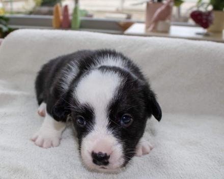 Corgi puppy's covventinea rebel girl & chris team silny zdzichu
