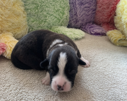 pups covventinea orianna x welshclan's quanto