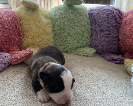 pups covventinea orianna x welshclan's quanto