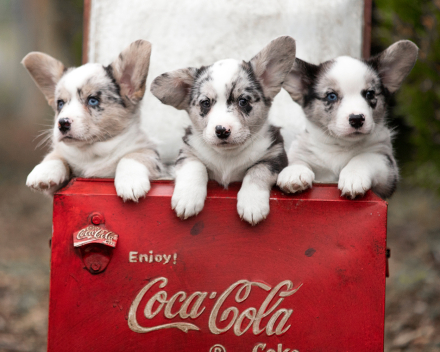 Corgi puppy's covventinea rebel girl & chris team silny zdzichu