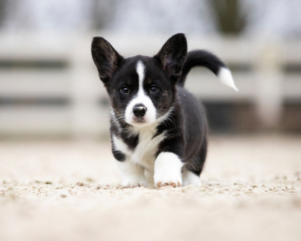 Corgi puppy's covventinea rebel girl & chris team silny zdzichu