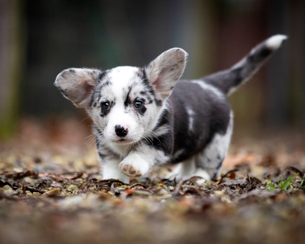 Corgi puppy's covventinea rebel girl & chris team silny zdzichu