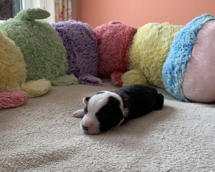pups covventinea orianna x welshclan's quanto