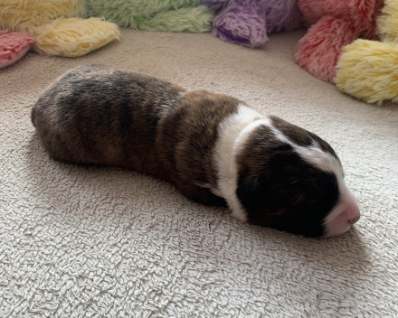 pups covventinea orianna x welshclan's quanto