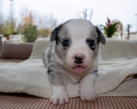 Corgi puppy's covventinea rebel girl & chris team silny zdzichu