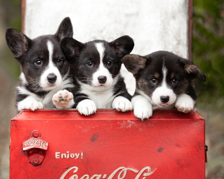 Corgi puppy's covventinea rebel girl & chris team silny zdzichu