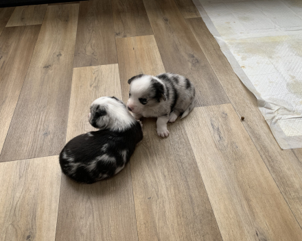 Corgi puppy's covventinea rebel girl & chris team silny zdzichu