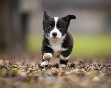 Corgi puppy's covventinea rebel girl & chris team silny zdzichu