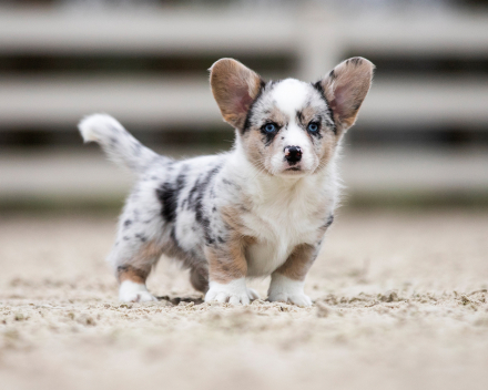 Corgi puppy's covventinea rebel girl & chris team silny zdzichu