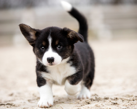 Corgi puppy's covventinea rebel girl & chris team silny zdzichu