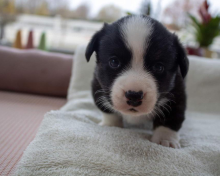 Corgi puppy's covventinea rebel girl & chris team silny zdzichu