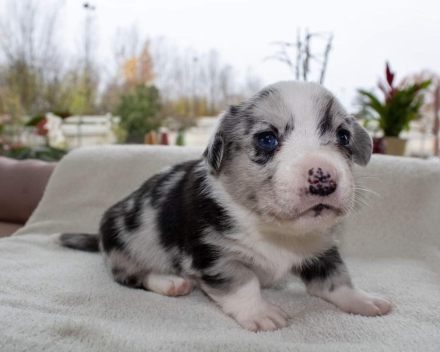 Corgi puppy's covventinea rebel girl & chris team silny zdzichu
