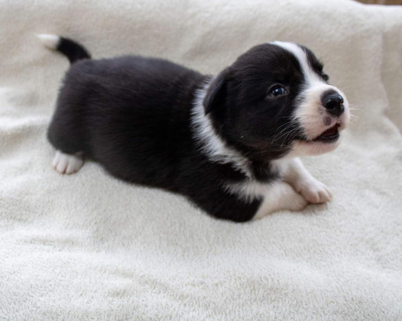 Corgi puppy's covventinea rebel girl & chris team silny zdzichu