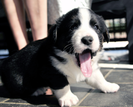 pups macy 