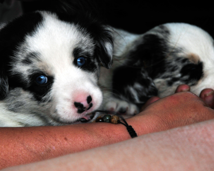 pups macy 