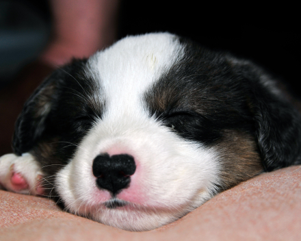 pups macy 