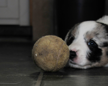 pups macy 