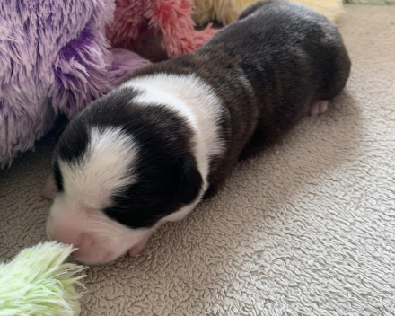 pups covventinea orianna x welshclan's quanto