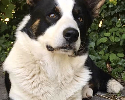 pups covventinea orianna x welshclan's quanto