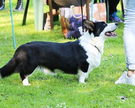 pups covventinea orianna x welshclan's quanto