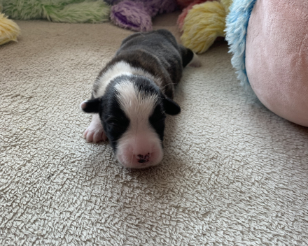 pups covventinea orianna x welshclan's quanto