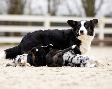 Corgi puppy's covventinea rebel girl & chris team silny zdzichu