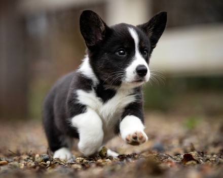 Corgi puppy's covventinea rebel girl & chris team silny zdzichu
