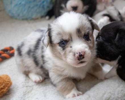 Corgi puppy's covventinea rebel girl & chris team silny zdzichu