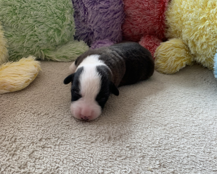 pups covventinea orianna x welshclan's quanto