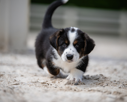 pups lauren from miabo x welshclan's macklemore