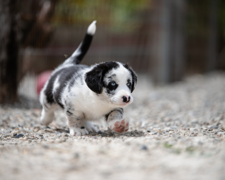 pups lauren from miabo x welshclan's macklemore