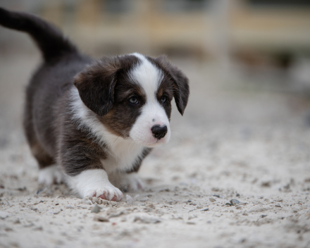 pups lauren from miabo x welshclan's macklemore