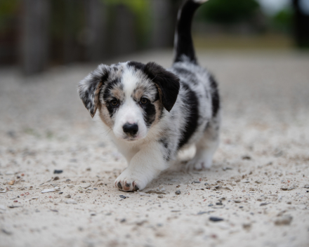 pups lauren from miabo x welshclan's macklemore