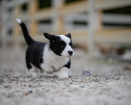 pups lauren from miabo x welshclan's macklemore