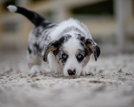 pups lauren from miabo x welshclan's macklemore