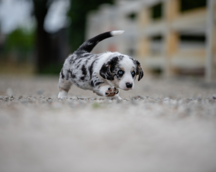pups lauren from miabo x welshclan's macklemore