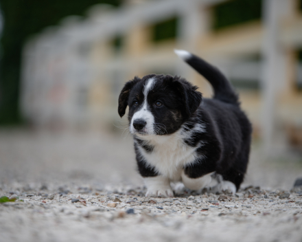pups lauren from miabo x welshclan's macklemore