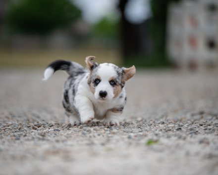 pups lauren from miabo x welshclan's macklemore