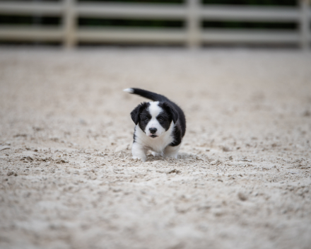 pups lauren from miabo x welshclan's macklemore