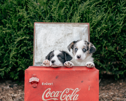 pups lauren from miabo x welshclan's macklemore