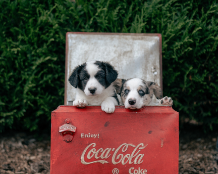 pups lauren from miabo x welshclan's macklemore