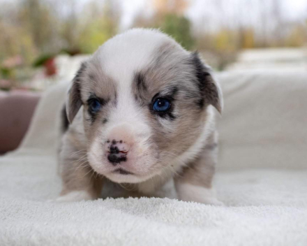 Corgi puppy's covventinea rebel girl & chris team silny zdzichu