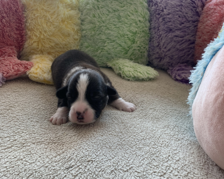 pups covventinea orianna x welshclan's quanto