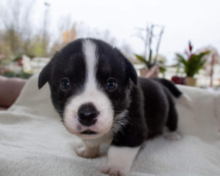 Corgi puppy's covventinea rebel girl & chris team silny zdzichu