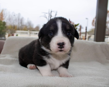 Corgi puppy's covventinea rebel girl & chris team silny zdzichu